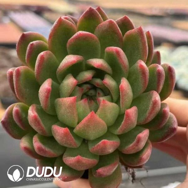 e201-464.jpg Echeveria Sakyamuni - Image 1