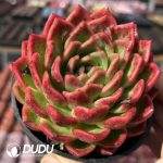 Echeveria Large nectarine