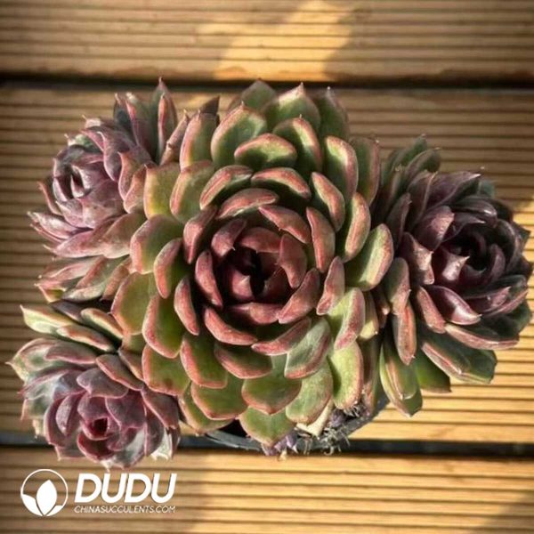 e201-467.jpg Echeveria Blue Berry Cluster 3 Heads+ - Image 1