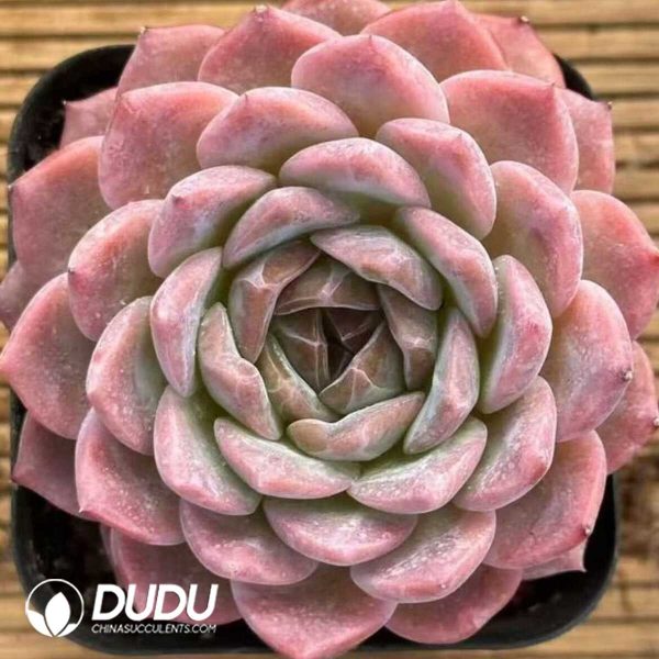 Echeveria Rainbow - Image 1