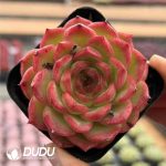 Echeveria Orange scent