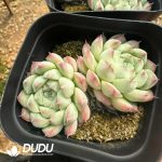 Echeveria Albamini Double Heads
