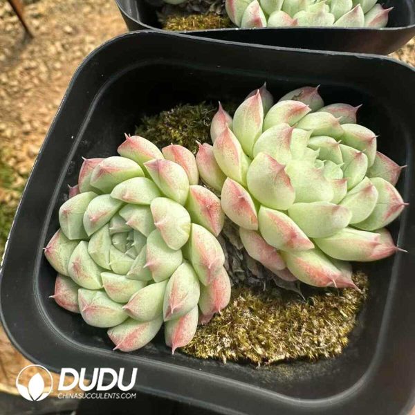 Echeveria Albamini Double Heads - Image 1