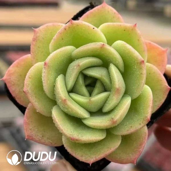 e201-470.jpg Echeveria Peach Fairy - Image 1