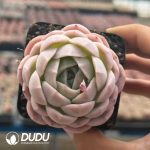 Echeveria Witchcraft Jar