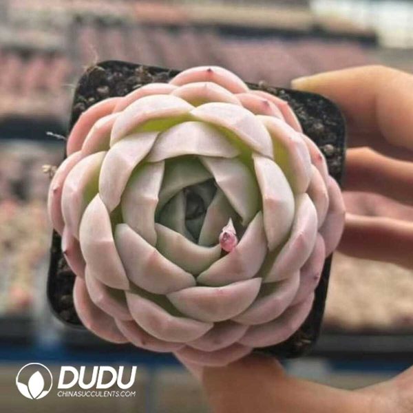 Echeveria Witchcraft Jar - Image 1