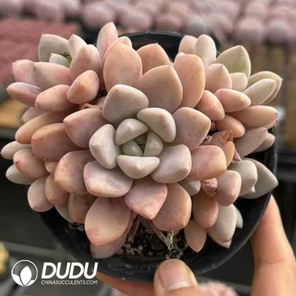 Echeveria Pink Doll Cluster - Image 1