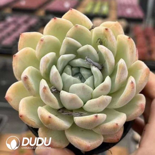 Echeveria White Marble - Image 1