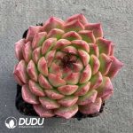 Echeveria Sugar-Coated Rice Cakes