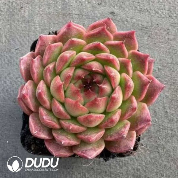 e201-475.jpg Echeveria Sugar-Coated Rice Cakes - Image 1