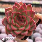 Echeveria Dongyun Shao