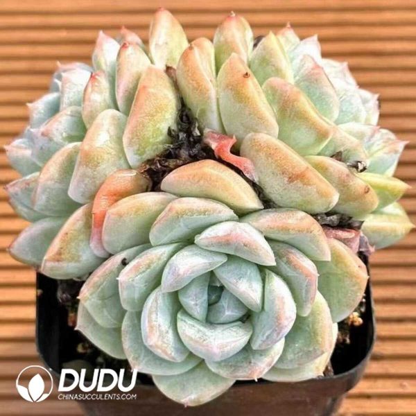 e201-477.jpg Echeveria Pure Jade Double - Image 1