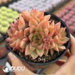 Echeveria Romantic Clustering