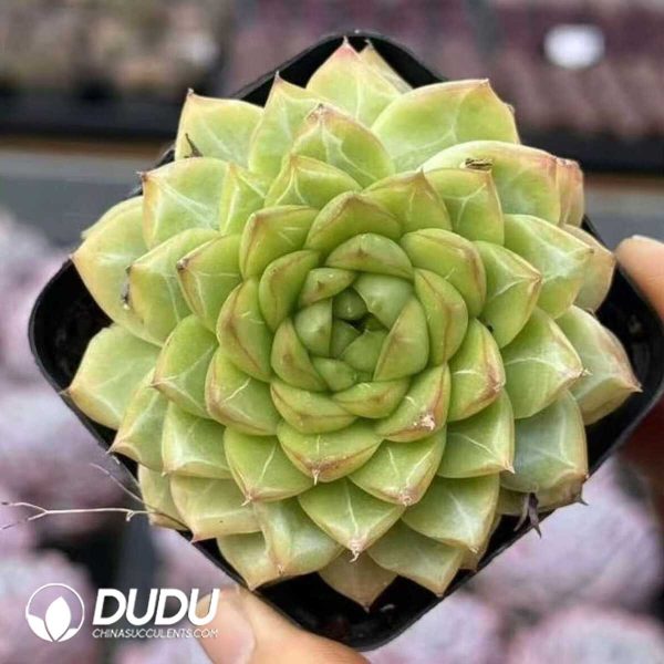 e201-479.jpg Echeveria Ice Diamond Jenny - Image 1