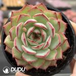 Echeveria Green Leaves Jinghong