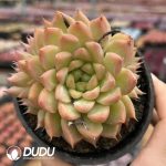 Echeveria Crystal Pendant