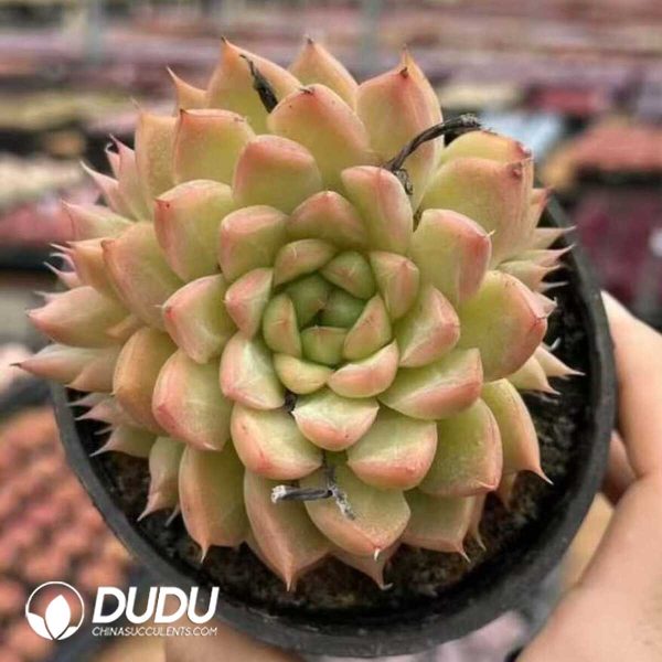 e201-482.jpg Echeveria Crystal Pendant - Image 1