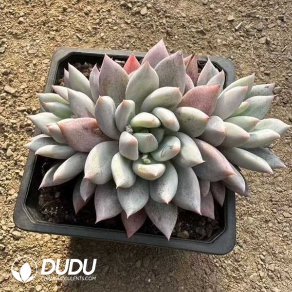 e201-483.jpg Echeveria Snow Leopard - Image 1