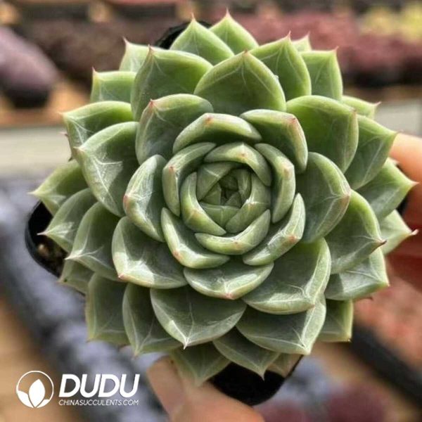 Echeveria Golden Bachelor - Image 1