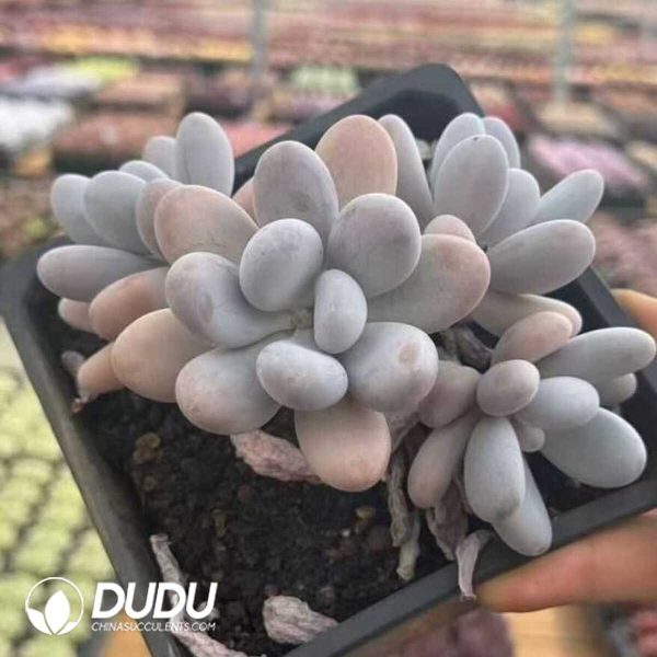 Pachyphytum Sleeping Beauty Clustering - Image 1