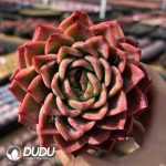 Echeveria Sakura Fall