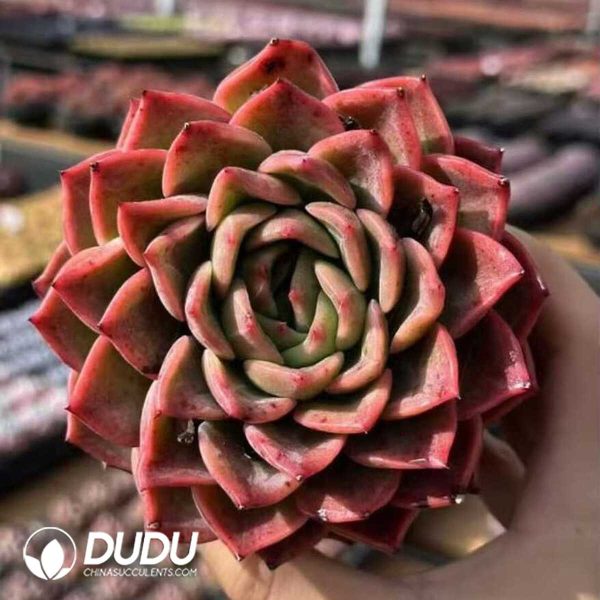 Echeveria Sakura Fall - Image 1