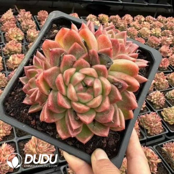 Echeveria Peach Cake - Image 1