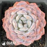 Echeveria Snow Angel