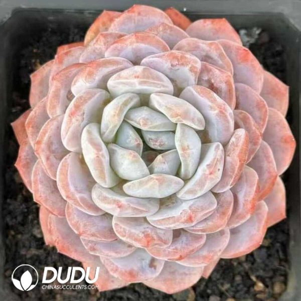 e201-490.jpg Echeveria Snow Angel - Image 1