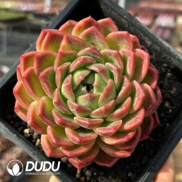 Echeveria Sky Orange - Image 1