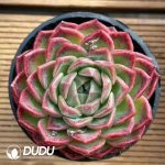 Echeveria Sky Orange