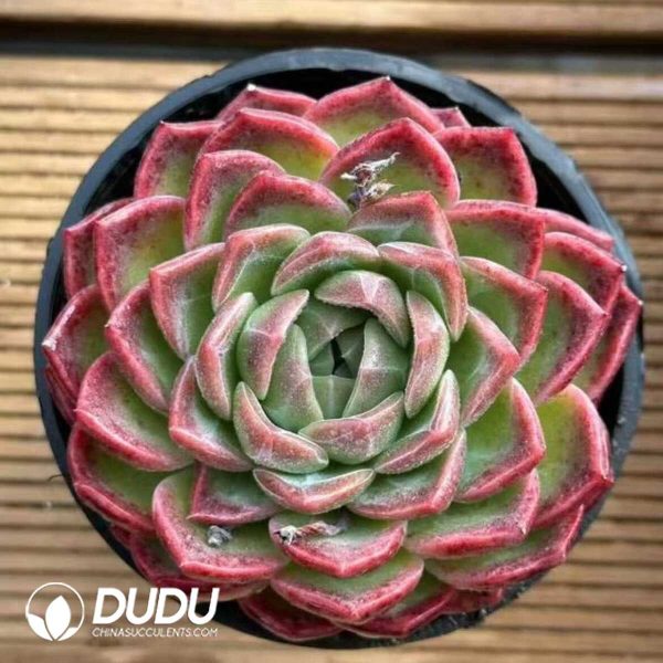 e201-492.jpg Echeveria Sky Orange - Image 1