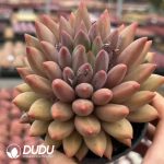 Pachyphytum Yuji Beauty