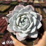 Echeveria Tianshan Snow Lotus