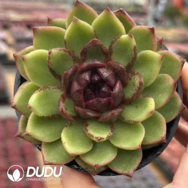 Echeveria Greenlight Forest - Image 1