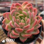 Echeveria Autumn's Glow