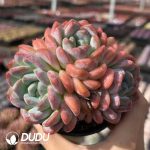 Echeveria Thick Dream Clustering (More than 3 Heads)