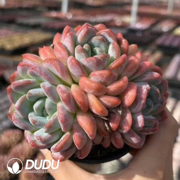 Echeveria Thick Dream Clustering (More than 3 Heads) - Image 1