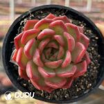 Echeveria Treasure trove