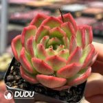 Echeveria Treasure trove