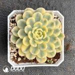 Echeveria Strawberry Ice variegated