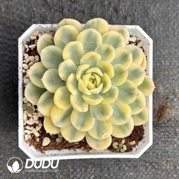 Echeveria Strawberry Ice variegated - Image 1