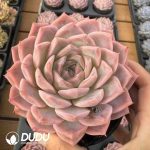 Echeveria Siyin