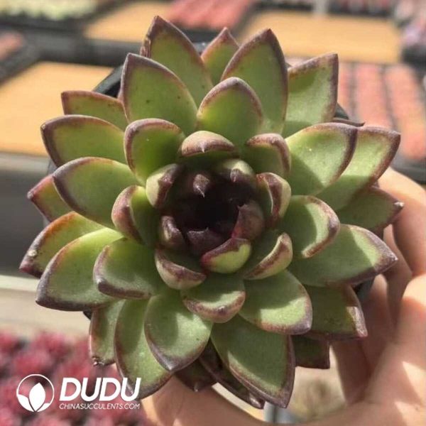 Echeveria Mr.Toad - Image 1