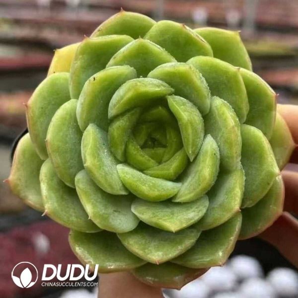 Echeveria Baby Green - Image 1