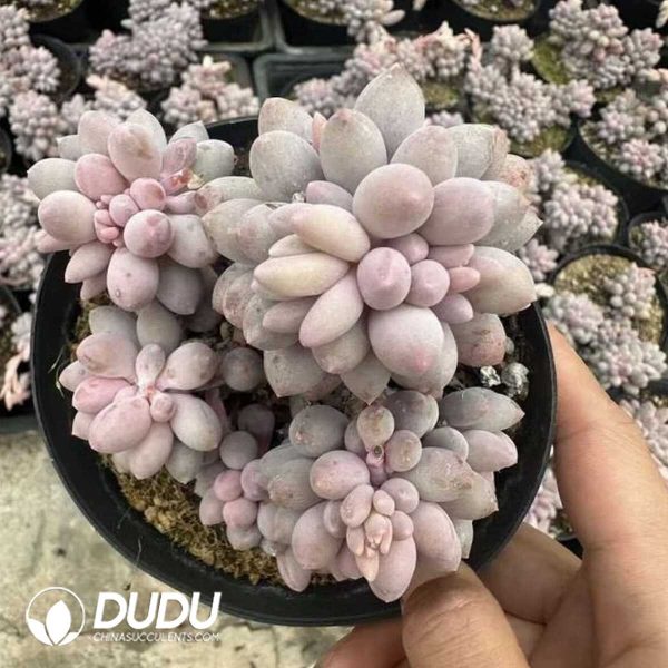 e201-506.jpg Pachyphytum Baby Fingers Clustering - Image 1