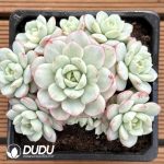 Echeveria Vanilla Variegated Clustering