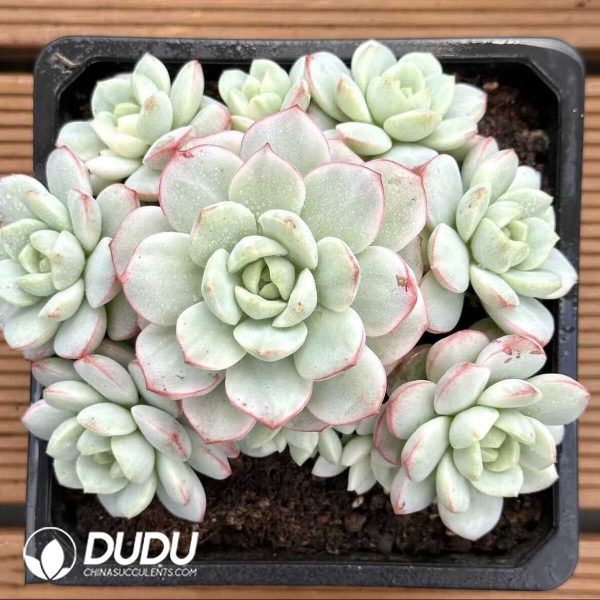 Echeveria Vanilla Variegated Clustering - Image 1