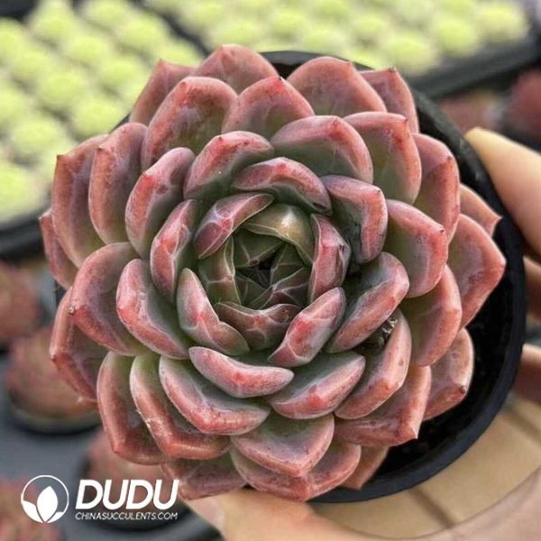 e201-508.jpg Echeveria Hua Mulan - Image 1