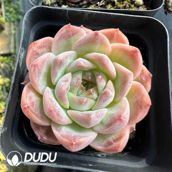Echeveria Sarang - Image 1